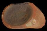 Fossil Worm (Rhaphidiophorus) Pos/Neg - Illinois #120719-1